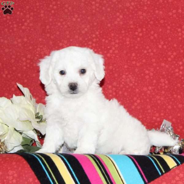 Jordan, Bichon Frise Puppy